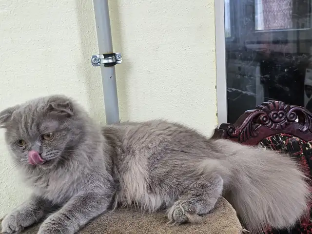 Шотландский длинношерстый вислоухий котик, Душанбе - 3