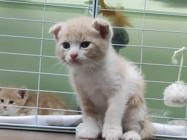 Шотландский вислоухий котёнок, Душанбе