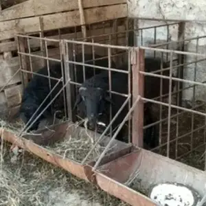 Куйхона, Джаббор Расулов