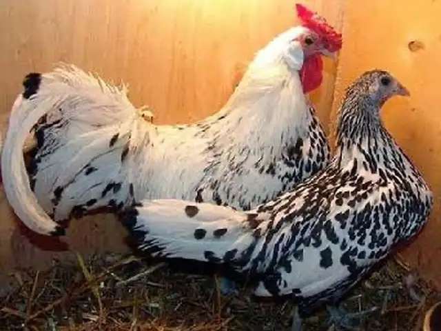 Тухми Гамбурский, Гиссар