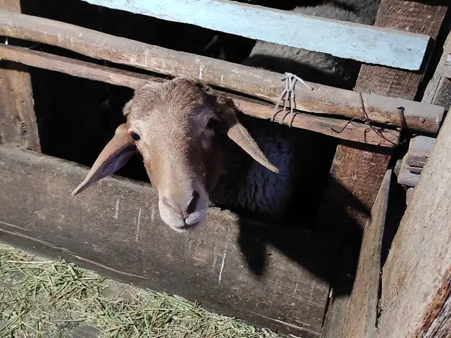 Гусфанд, Канибадам