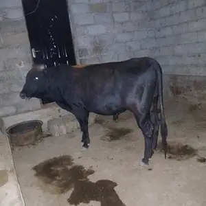 Буқа, Душанбе