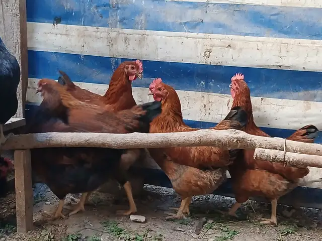 Мурғҳои тухмкун, Хуҷанд