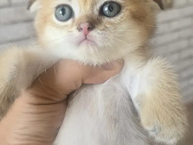 Шотлaндcкие золотые котята, Душанбе - 5
