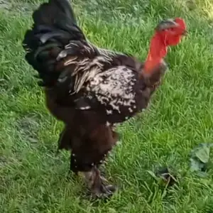 Чуча, Фархор