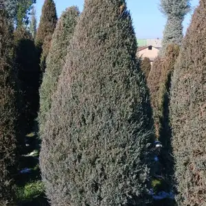 Аарча можовельиник, Душанбе