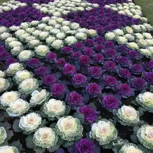 Цветы капусты, Худжанд