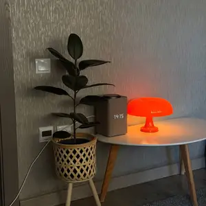 Фикус эластика, Хуҷанд