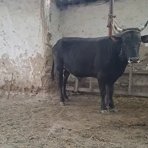 Букахои Карпат, Вахдат