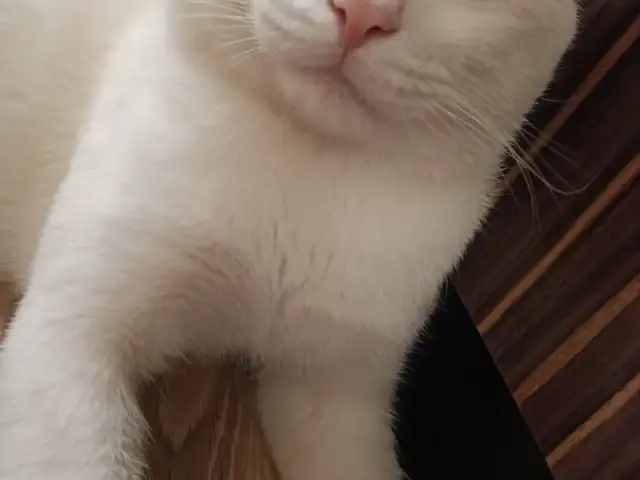 Утерян кот, Худжанд