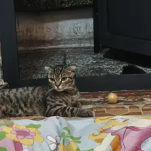 Шотландская кошка, Душанбе