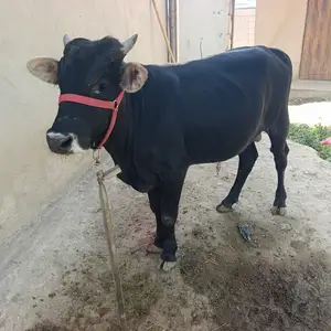Букача, Гиссар