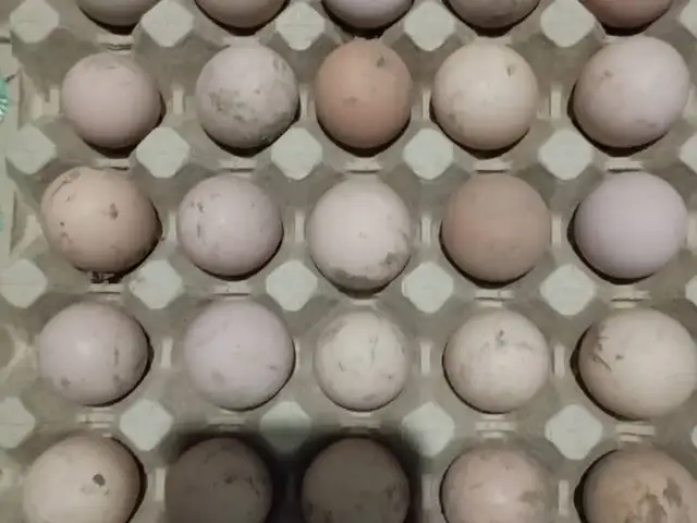 Тухми Цесарка барои Чуча барори, Бохтар (Курган-Тюбе)