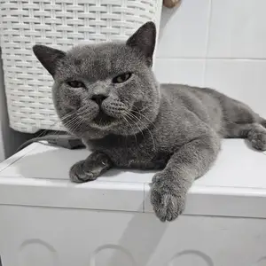 Британский кот, Худжанд