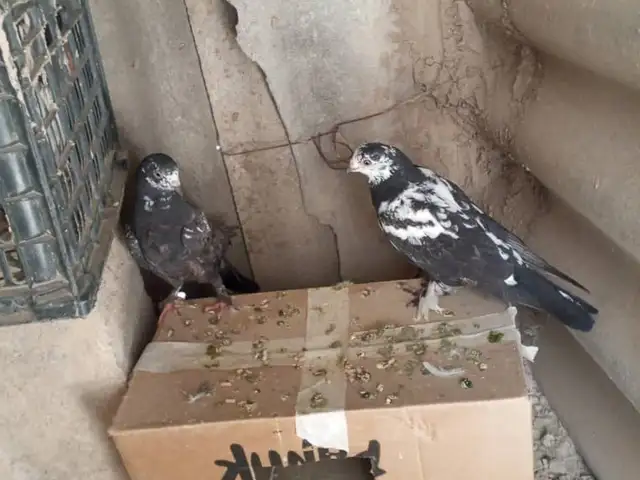 Кафтар, Хуросон