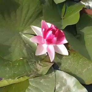 Водяная лилия, Душанбе