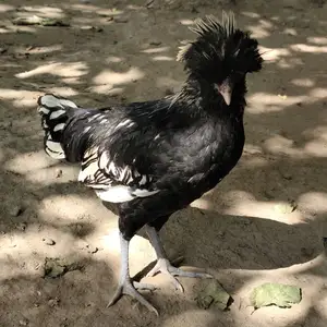 Хурузи падуан серебро, Дангара