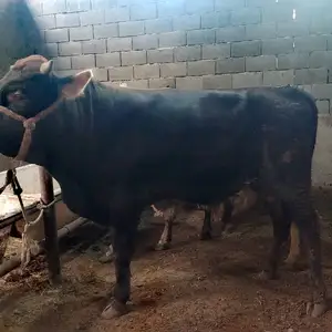 Бука, Худжанд