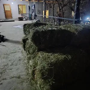 Сено, Душанбе