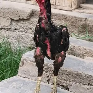 Дакан, Файзобод