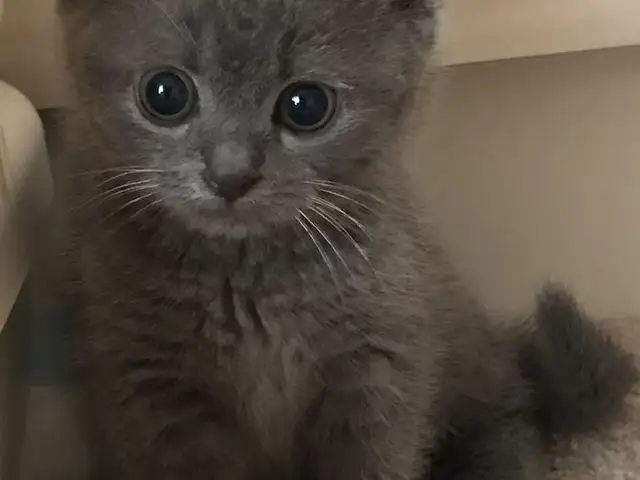 Шотландская кошка, Душанбе