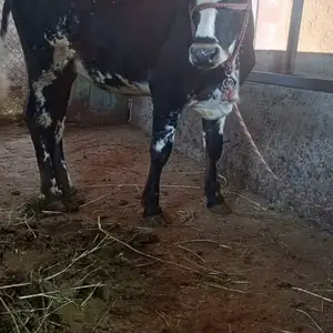 Гов, Вахдат