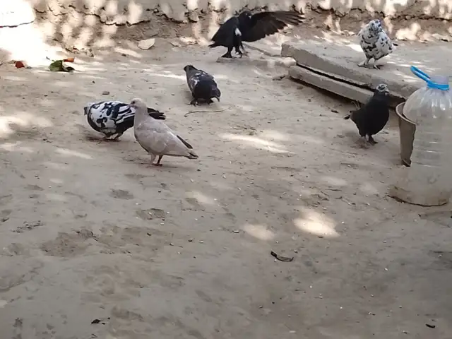 Кафтар, Душанбе