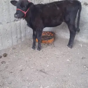 Гов Оча Бача, Худжанд
