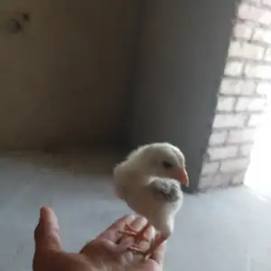 Дакан чуча, Душанбе