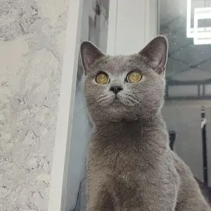 Котенок, Душанбе
