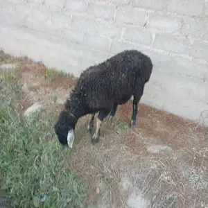 Гуспанд, Душанбе