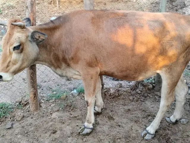 Букачахо, Ваҳдат