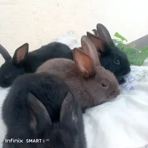 Харгушчаҳо, Нурек