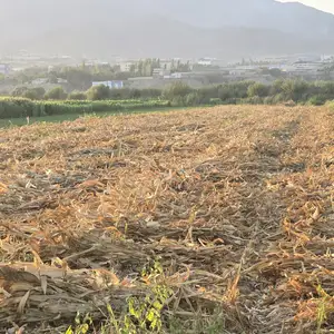 Алафи чирмакка, Худжанд