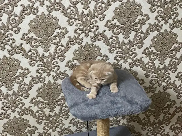 Шотландский котенок, Душанбе