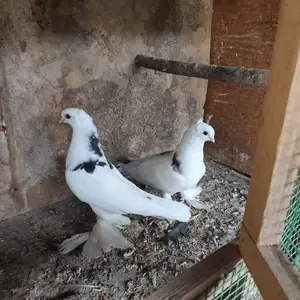 Кафтар, Бохтар (Курган-Тюбе)