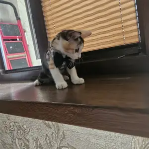 Котенок даром, Душанбе