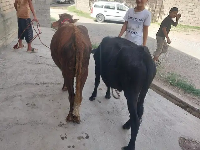 Бука, Вахдат