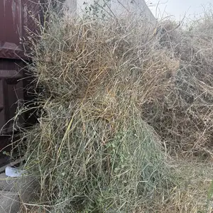 Алафи табии, Душанбе