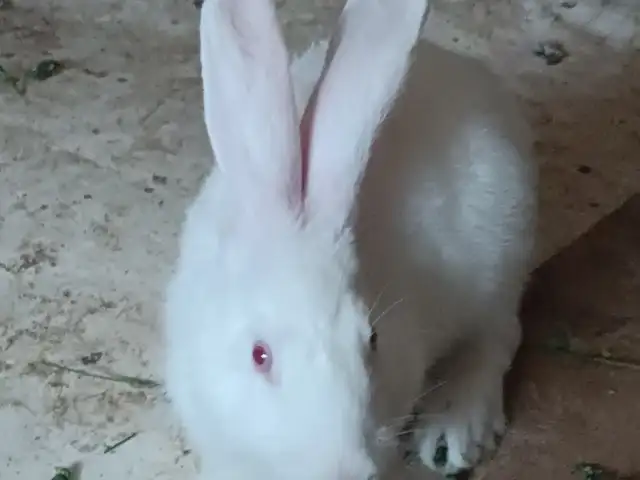 Харгуш, Душанбе