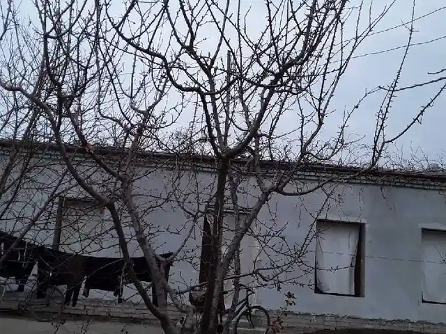 Услуги подрезки деревьев, Хуҷанд