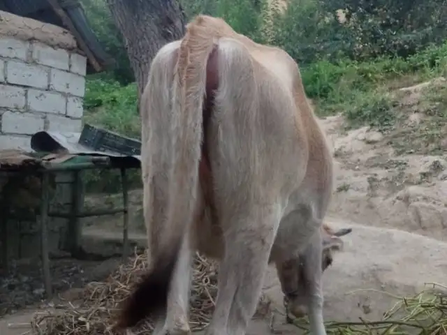 Ғуночини дучон, Рашт