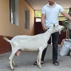 Молочная коза, Худжанд
