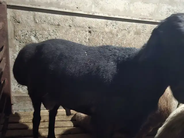 Кушкор, Худжанд