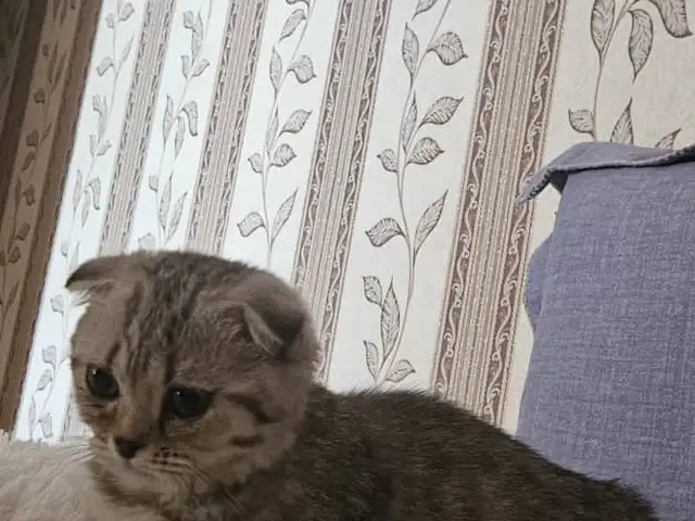 Шотландский вислоухий котенок, Худжанд