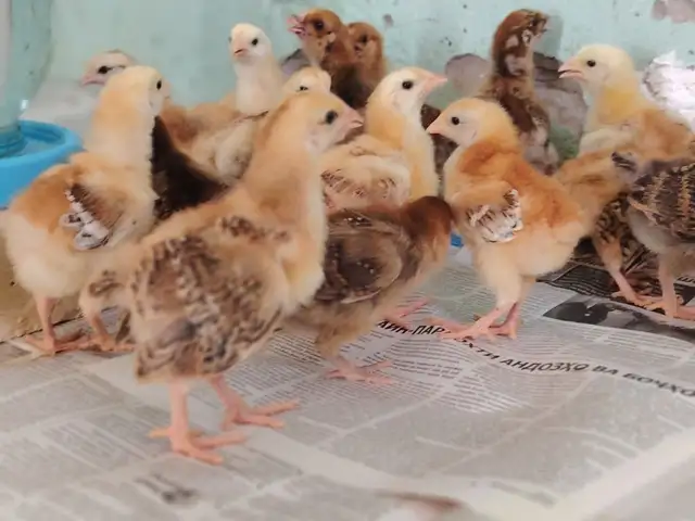 Чучахои ломон браун, Канибадам
