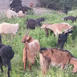 Коза, Душанбе