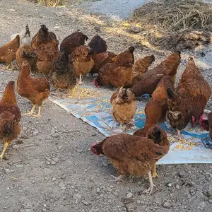 Мург, Пенджикент