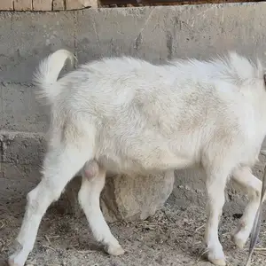 Бузи зааненский, Джаббор Расулов