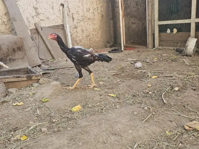 Чучахо, Худжанд